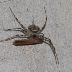 Tamopsis sp. (genus) (Two-tailed spider) at Yarralumla, ACT - 4 Mar 2024 by AlisonMilton