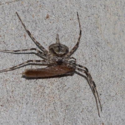 Tamopsis sp. (genus) (Two-tailed spider) at Yarralumla, ACT - 4 Mar 2024 by AlisonMilton