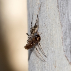 Tamopsis sp. (genus) at Yarralumla, ACT - 5 Mar 2024