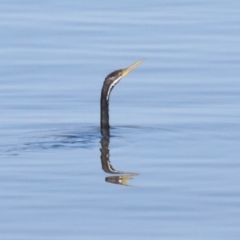 Anhinga novaehollandiae (Australasian Darter) at Parkes, ACT - 4 Mar 2024 by AlisonMilton