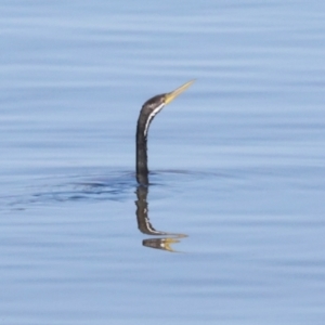 Anhinga novaehollandiae at Lake Burley Griffin West - 5 Mar 2024 10:22 AM