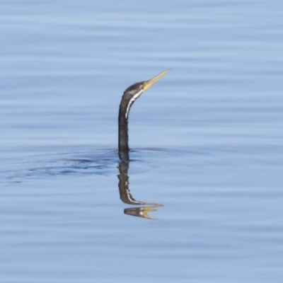 Anhinga novaehollandiae (Australasian Darter) at Parkes, ACT - 4 Mar 2024 by AlisonMilton