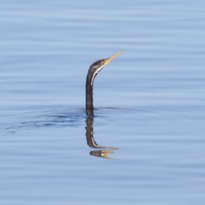 Anhinga novaehollandiae at Lake Burley Griffin West - 5 Mar 2024