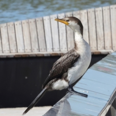 Microcarbo melanoleucos (Little Pied Cormorant) at Lake Burley Griffin West - 4 Mar 2024 by AlisonMilton