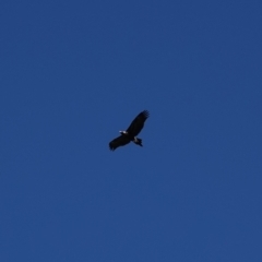 Aquila audax (Wedge-tailed Eagle) at Hall, ACT - 4 Mar 2024 by Anna123