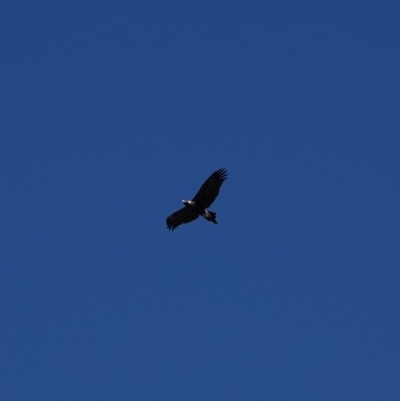 Aquila audax (Wedge-tailed Eagle) at Hall, ACT - 4 Mar 2024 by Anna123