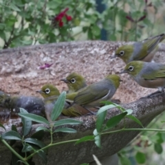 Zosterops lateralis (Silvereye) at Higgins, ACT - 29 Feb 2024 by AlisonMilton