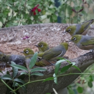 Zosterops lateralis at Higgins, ACT - 29 Feb 2024