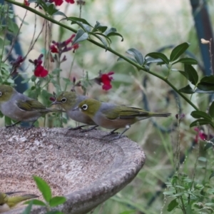 Zosterops lateralis at Higgins, ACT - 29 Feb 2024