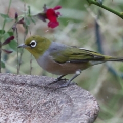 Zosterops lateralis at Higgins, ACT - 29 Feb 2024