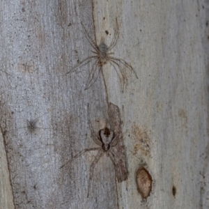 Tamopsis sp. (genus) at Higgins, ACT - 4 Dec 2023