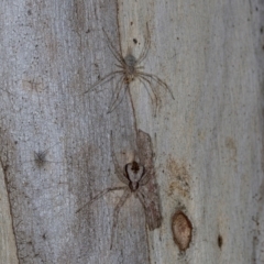 Tamopsis sp. (genus) (Two-tailed spider) at Higgins, ACT - 4 Dec 2023 by AlisonMilton