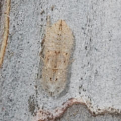 Ledromorpha planirostris at Higgins, ACT - 4 Dec 2023