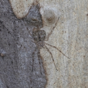 Tamopsis sp. (genus) at Higgins, ACT - 4 Dec 2023