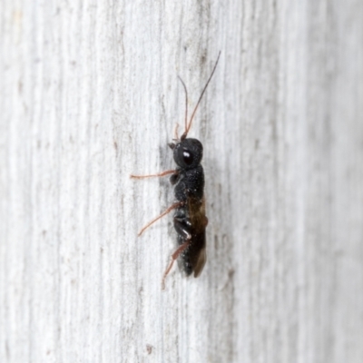 Megalyra sp. (genus) (Long-tailed wasp) at Higgins, ACT - 4 Dec 2023 by AlisonMilton