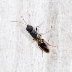 Megalyra sp. (genus) at Higgins, ACT - 4 Dec 2023