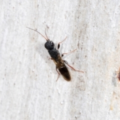 Megalyra sp. (genus) at Higgins, ACT - 4 Dec 2023