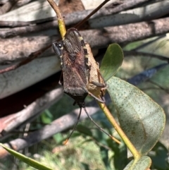 Amorbus (genus) (Eucalyptus Tip bug) at Bullen Range - 5 Mar 2024 by Pirom