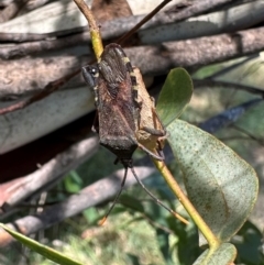 Amorbus sp. (genus) (Eucalyptus Tip bug) at Bullen Range - 5 Mar 2024 by Pirom