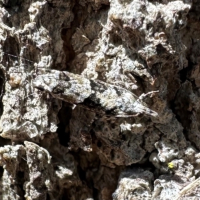 Unidentified Tortricid moth (Tortricidae) at Cotter Reserve - 5 Mar 2024 by Pirom