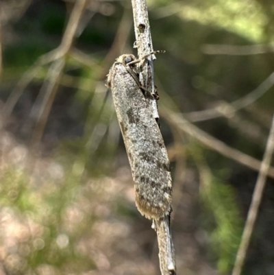 Psychidae (family) MATURE (Case Moth) at Corroboree Park - 4 Mar 2024 by Pirom