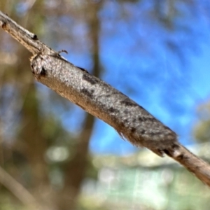 Psychidae (family) MATURE at Corroboree Park - 4 Mar 2024 02:43 PM