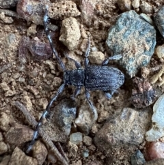 Ancita sp. (genus) (Longicorn or longhorn beetle) at Ainslie, ACT - 1 Mar 2024 by Pirom