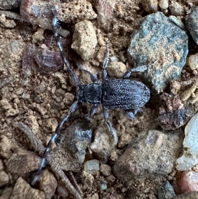 Ancita sp. (genus) (Longicorn or longhorn beetle) at Ainslie, ACT - 1 Mar 2024 by Pirom