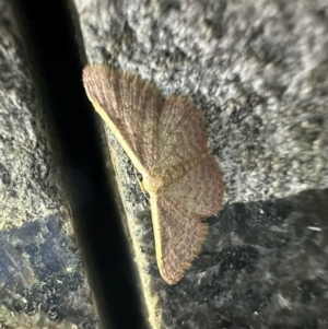 Idaea costaria at Reid, ACT - 29 Feb 2024 09:06 PM