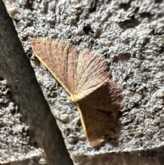 Idaea costaria at Reid, ACT - 29 Feb 2024 09:06 PM