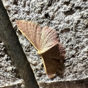 Idaea costaria at Reid, ACT - 29 Feb 2024 09:06 PM