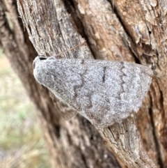 Crypsiphona ocultaria (Red-lined Looper Moth) at Mount Ainslie - 1 Mar 2024 by Pirom