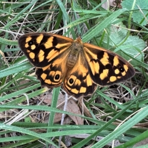 Heteronympha paradelpha at Mount Ainslie - 1 Mar 2024 05:42 PM