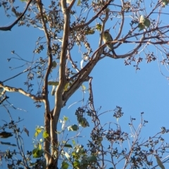 Merops ornatus (Rainbow Bee-eater) at Nine Mile Reserve - 5 Mar 2024 by Darcy