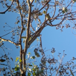 Merops ornatus at Nine Mile Reserve - 5 Mar 2024