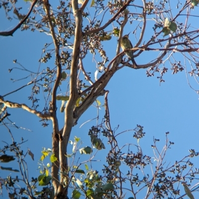 Merops ornatus (Rainbow Bee-eater) at Albury - 5 Mar 2024 by Darcy