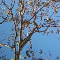 Merops ornatus at Nine Mile Reserve - 5 Mar 2024