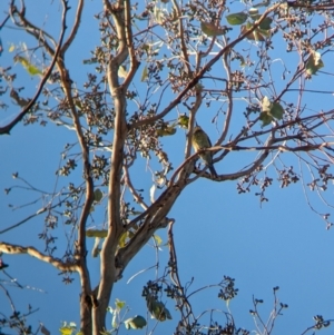 Merops ornatus at Nine Mile Reserve - 5 Mar 2024