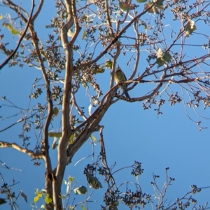 Merops ornatus at Nine Mile Reserve - 5 Mar 2024