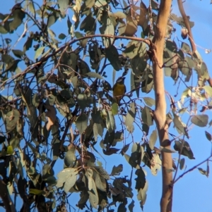 Falcunculus frontatus at Nine Mile Reserve - 5 Mar 2024 06:00 PM