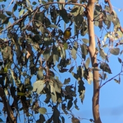 Falcunculus frontatus at Nine Mile Reserve - 5 Mar 2024 06:00 PM