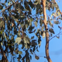 Falcunculus frontatus at Nine Mile Reserve - 5 Mar 2024 06:00 PM