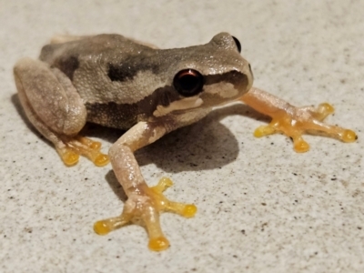 Litoria quiritatus (Screaming Tree Frog) at QPRC LGA - 5 Mar 2024 by MatthewFrawley