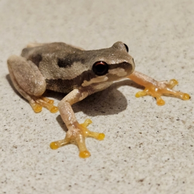 Litoria quiritatus (Screaming Tree Frog) at Braidwood, NSW - 5 Mar 2024 by MatthewFrawley