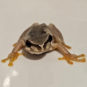 Litoria quiritatus at QPRC LGA - 5 Mar 2024