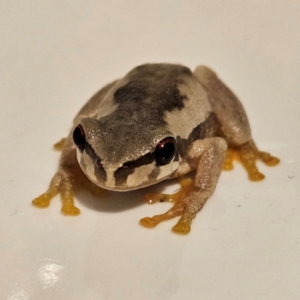 Litoria quiritatus at QPRC LGA - 5 Mar 2024