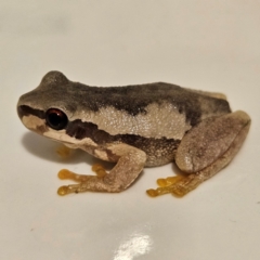 Litoria quiritatus at QPRC LGA - 5 Mar 2024