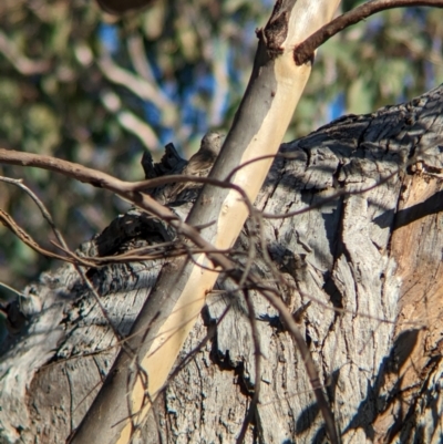 Climacteris picumnus (Brown Treecreeper) at Nine Mile Reserve - 5 Mar 2024 by Darcy