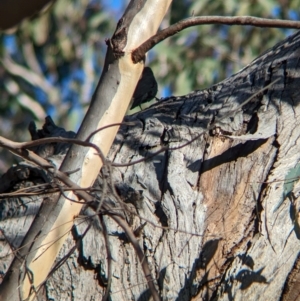 Climacteris picumnus at Nine Mile Reserve - 5 Mar 2024