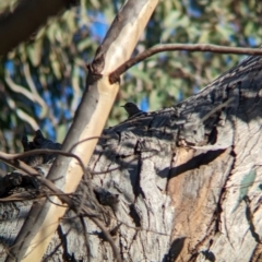 Climacteris picumnus victoriae at Nine Mile Reserve - 5 Mar 2024 06:02 PM